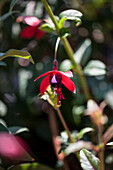 Fuchsia hybrida 'Lady Boothby'