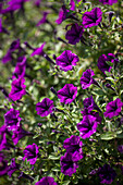 Petunia 'Littletunia Ultra Purple'