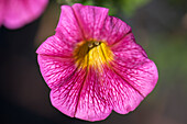 Petunia 'Marvel Great Pink'