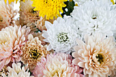 Chrysanthemum indicum 'Garden Mums'