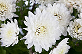 Chrysanthemum indicum 'Garden Mums'