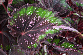 Begonia 'Beleaf'®