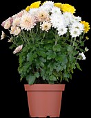 Chrysanthemum indicum