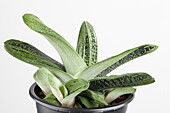 Gasteria