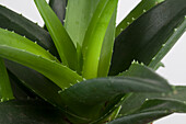 Aloe Aristata