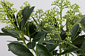 Skimmia Finchy