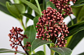 Skimmia japonica Rubella