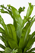 Asplenium nidus 'Amy'