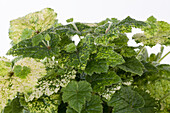 Tolmiea menziesii 'Variegata