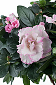 Rhododendron simsii, bicoloured