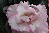 Rhododendron