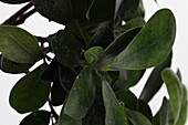 Ficus Mi Ginseng