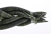 Cylindrica braid, Sansevieria cylindrica