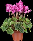 Cyclamen Midi Wella