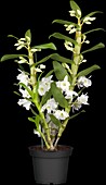 Dendrobium nobile