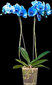 Phalaenopsis, blue