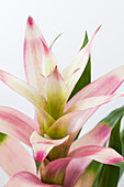 Guzmania