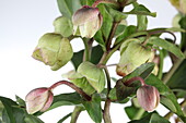 Helleborus 'Winterbells'®