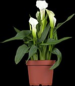 Zantedeschia aethiopica, white