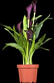 Zantedeschia aethiopica