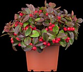 Gaultheria procumbens