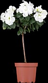 Rhododendron simsii, stem