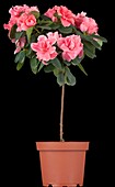 Rhododendron simsii, stem stem