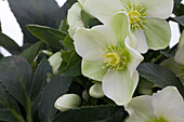 Helleborus