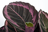 Calathea