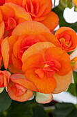 Begonia elatior, orange