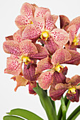 Vanda