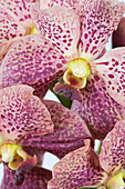 Vanda