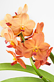 Vanda, orange