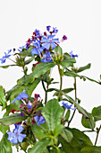 Ceratostigma plumbaginoides