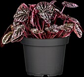 Peperomia