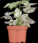 Caladium bicolor