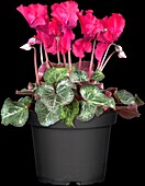 Cyclamen 'Midi Wella