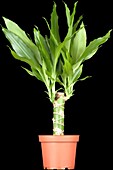 Dracaena steudneri