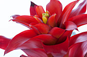 Guzmania 'Optima