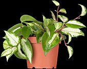 Hoya carnosa 'Tricolor'