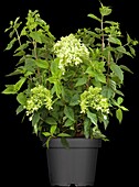 Hydrangea paniculata 'Little Lime'®
