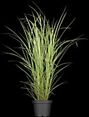 Miscanthus sinensis Variegatus