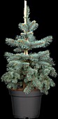 Picea pungens 'Koster'