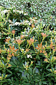 Pieris japonica Prelude