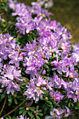 Rhododendron impeditum