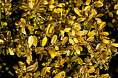 Ilex crenata Golden Gem