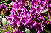 Rhododendron 'Azurro' ®