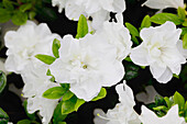 Rhododendron obtusum 'Snow pearl'®