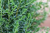 Juniperus communis 'Arnold'