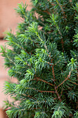 Picea glauca 'Conica Compact'